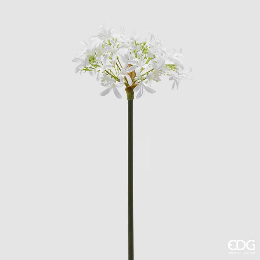 Lule Artificiale, Agapanthus