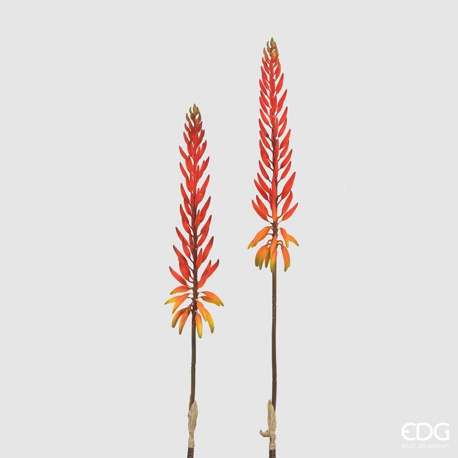 Dega E Luleve Aloe