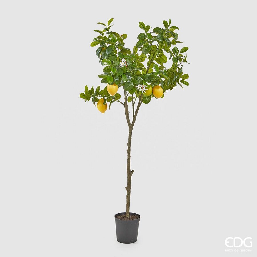 Bimë Dekorative Limoni Me Vazo