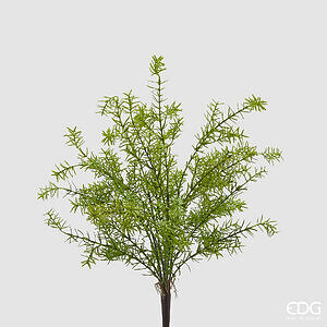 Asparagus Artificial
