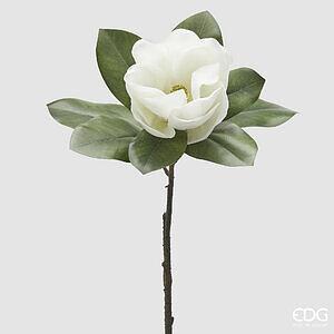 Degë Magnolia me gjethe