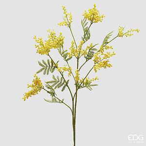 Degë dekorative mimoze