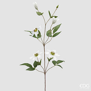 Degë dekorative klematis